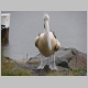 16. een pelikaan aan het haventje van Forster.JPG